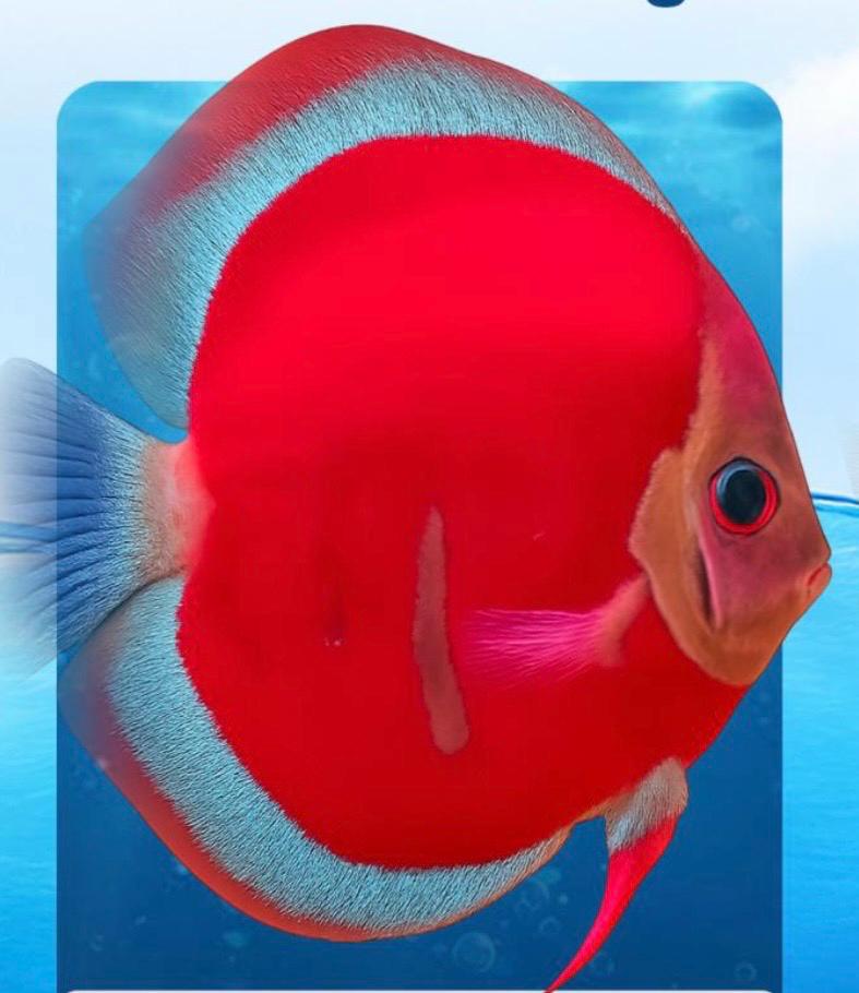 Aqua Genix Ornamental Fish Live Export