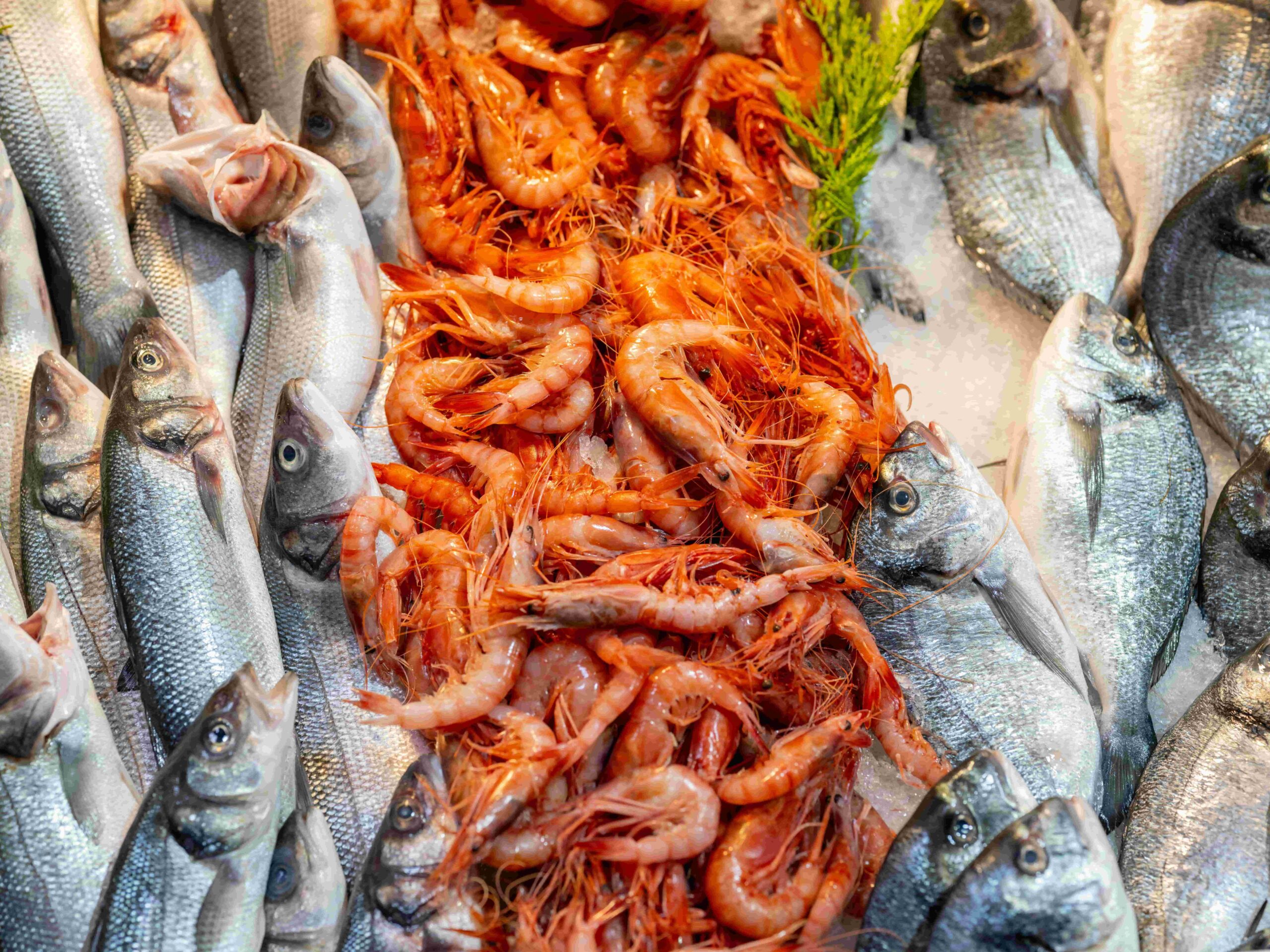 Premium frozen seafood export