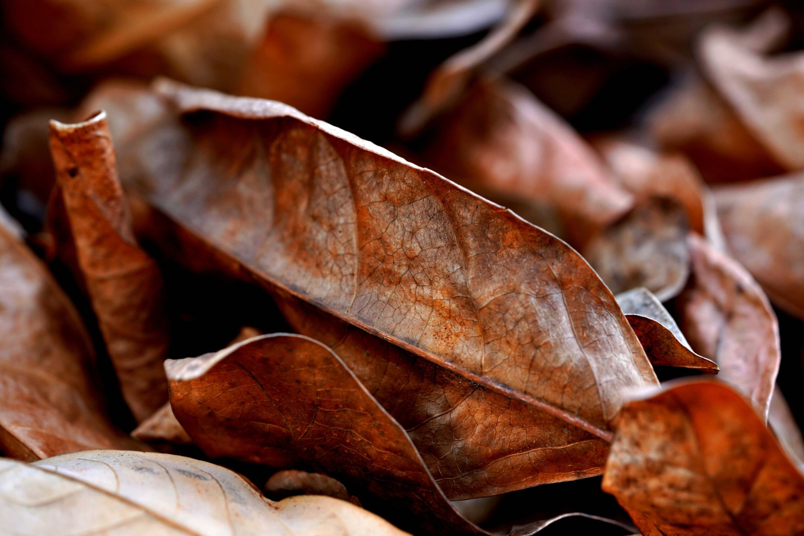 Ketapang Leaves (Indian Almond)