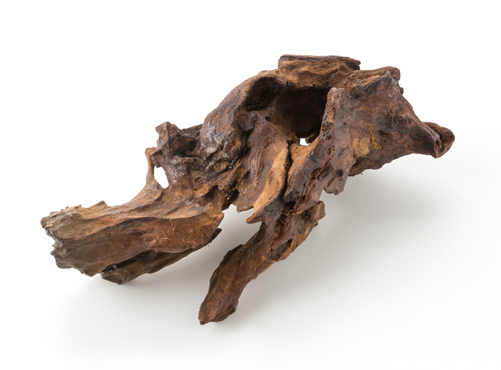 Elbasia / Mohagani Driftwood