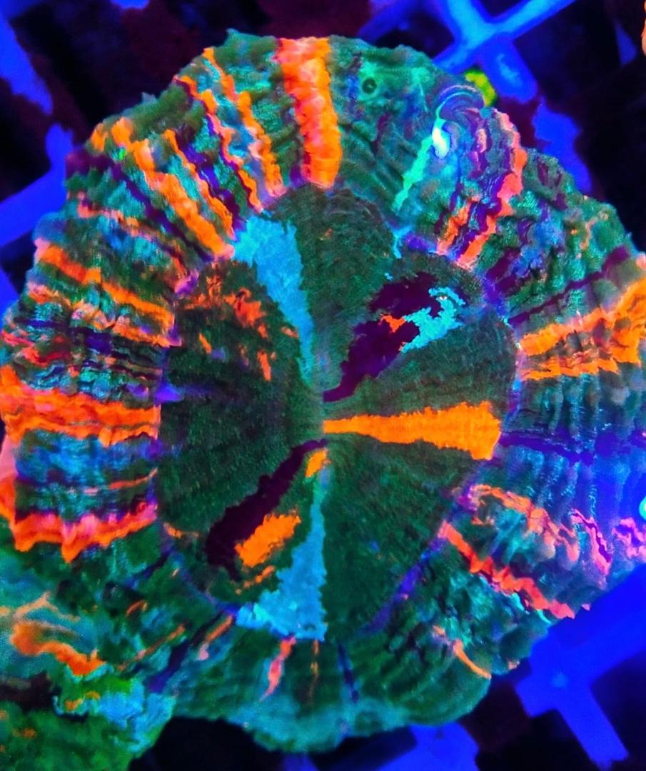 Marine Coral