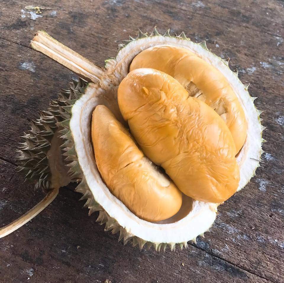 Black Thorn Durian (Ochee)